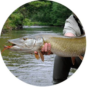 muskellung - Lake Run Brown Trout