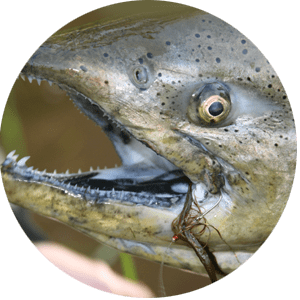pacific salmon circle - Smallmouth Bass
