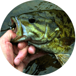 smallmouth bass - Walleye
