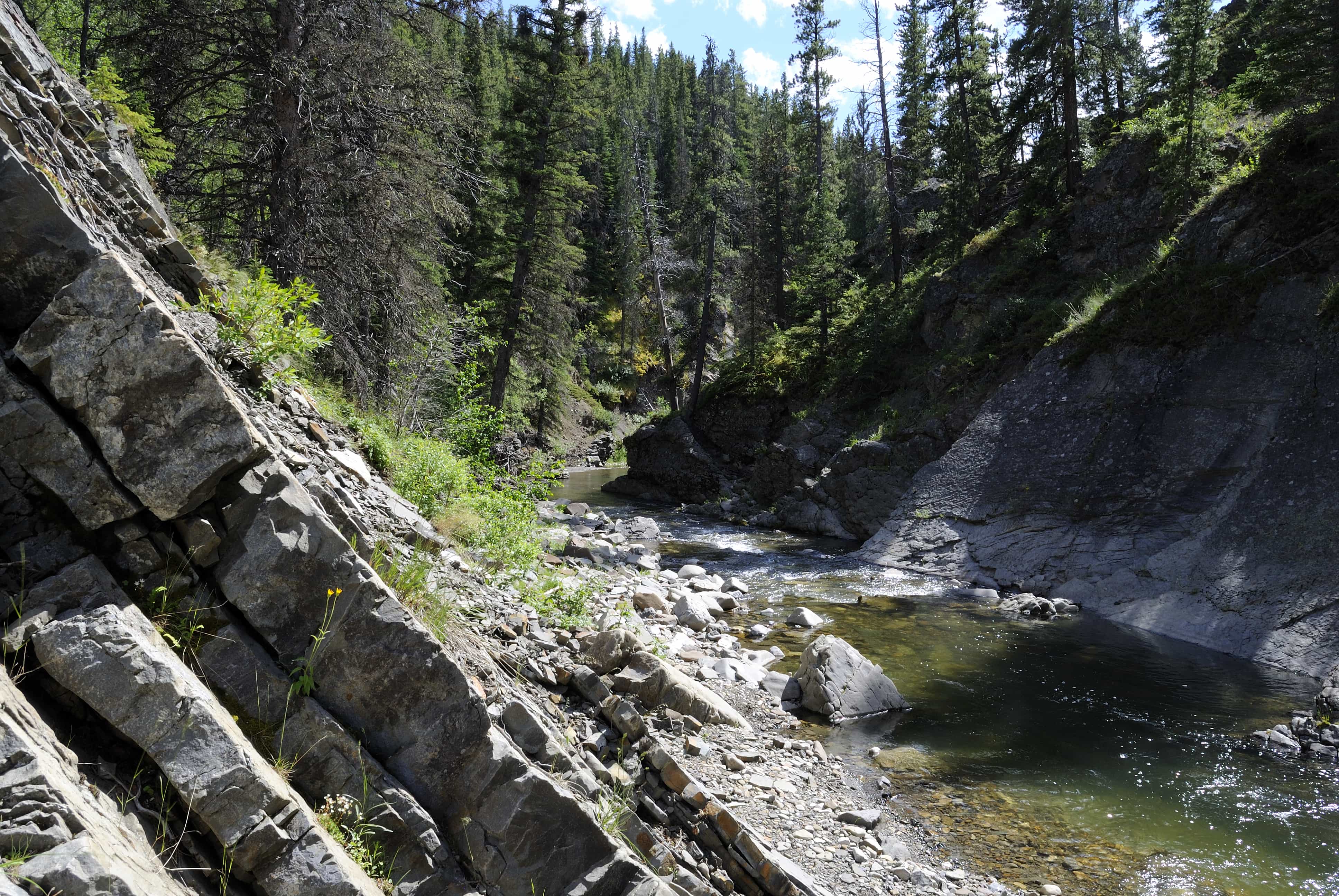Cutthroat Trout: Hunting for Headwater Gems