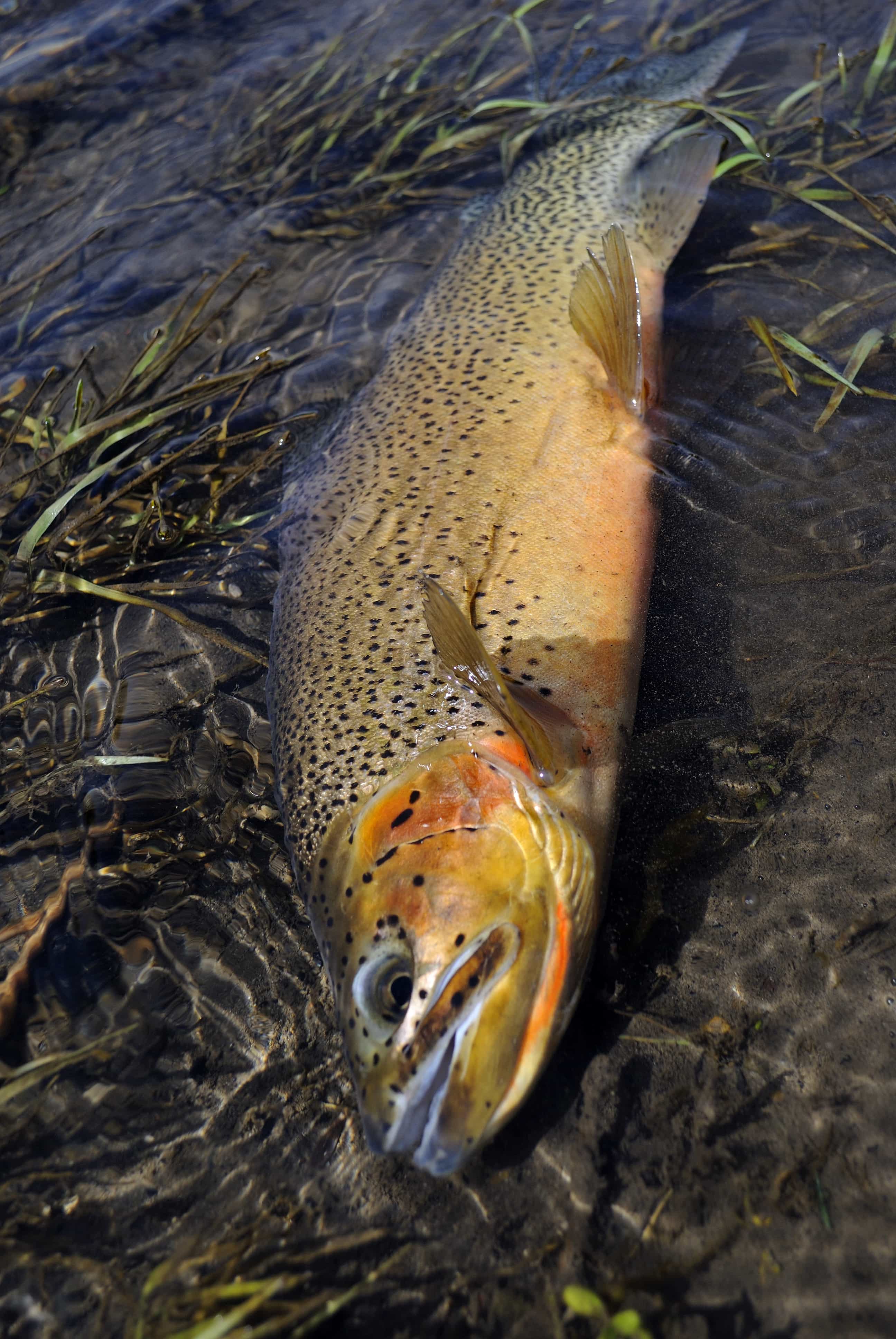DSC0435 - Cutthroat Trout: Hunting for Headwater Gems