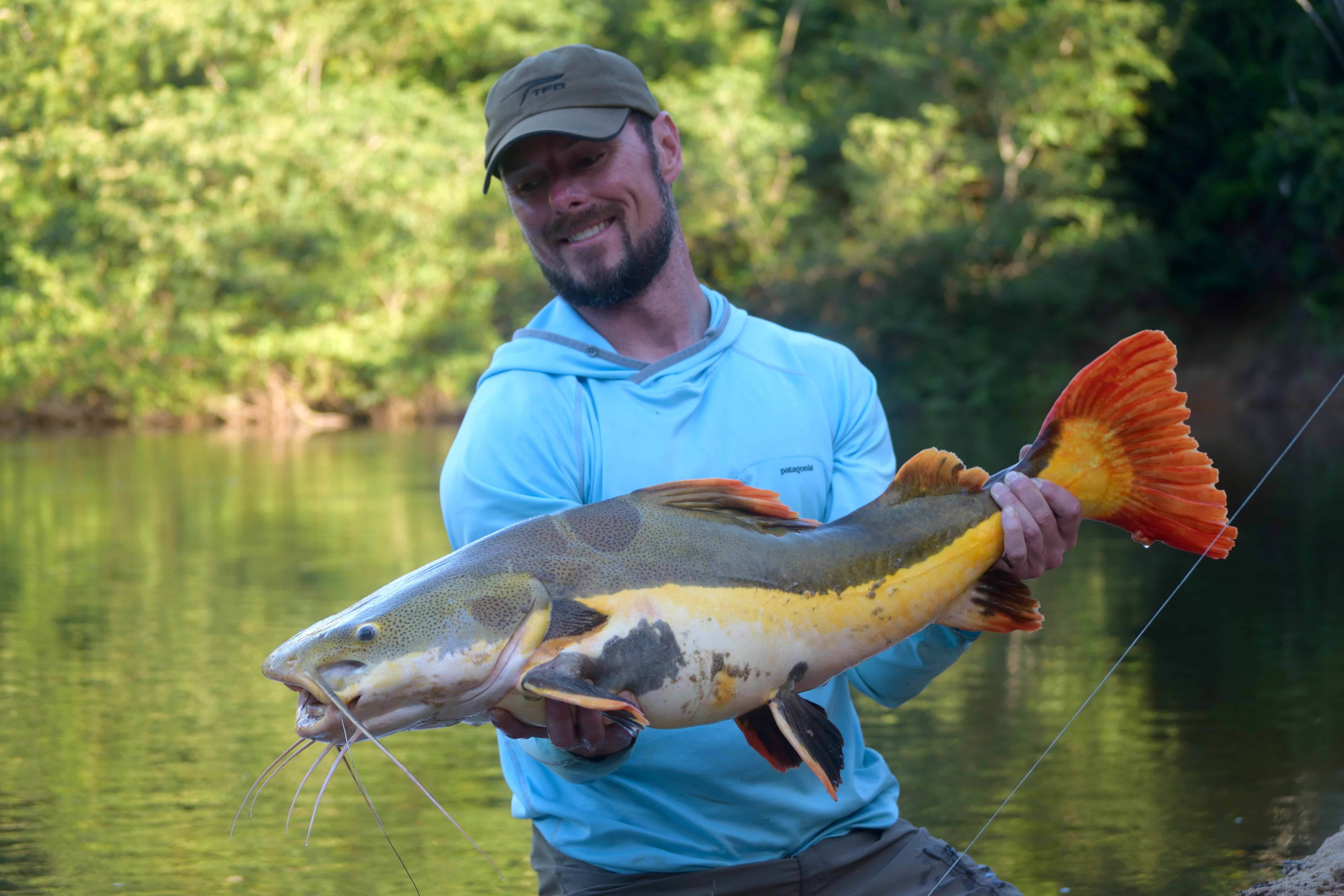 Redtail catfish landed by my friend on a 7 weight fly rod : r/Fishing