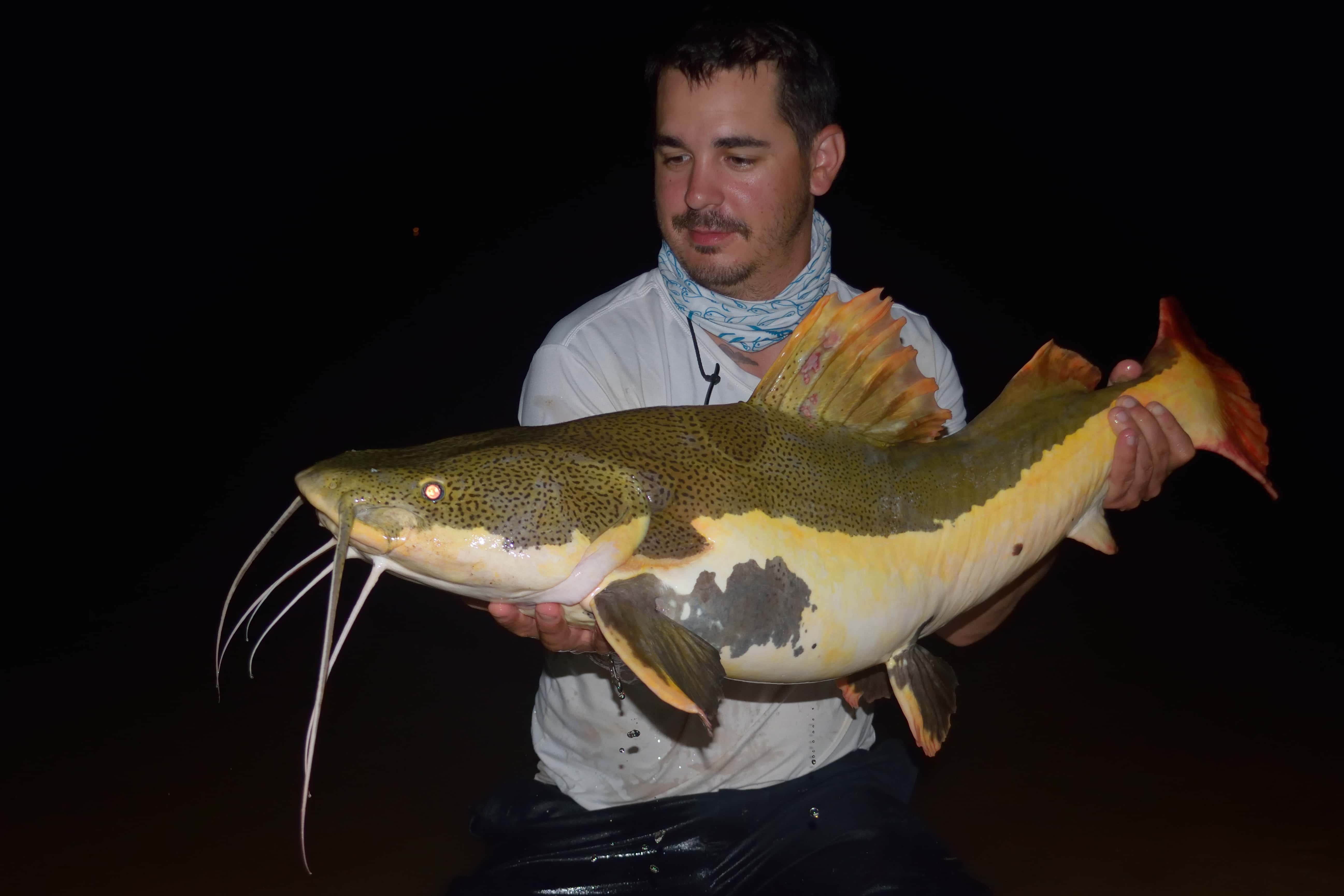 Redtail catfish landed by my friend on a 7 weight fly rod : r/Fishing