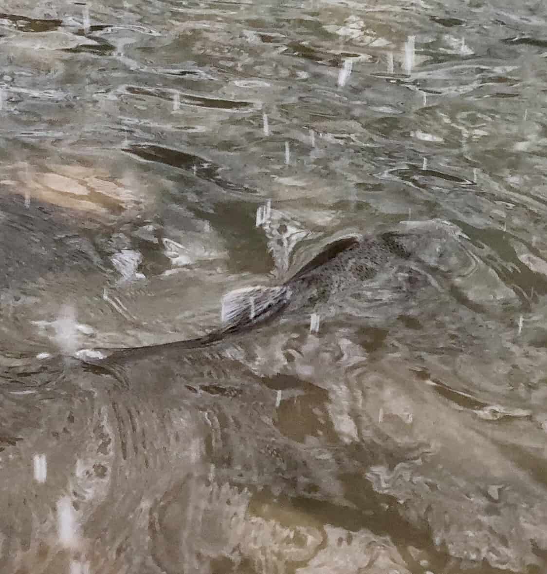 trout fishing western ny