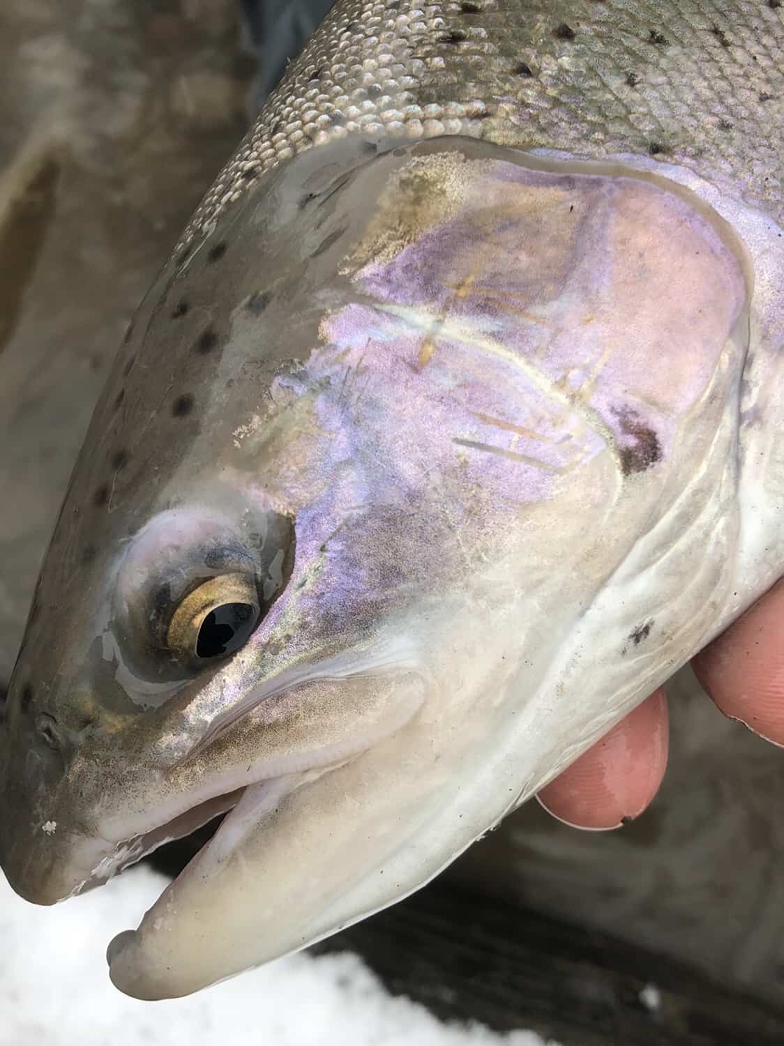 trout fishing western ny