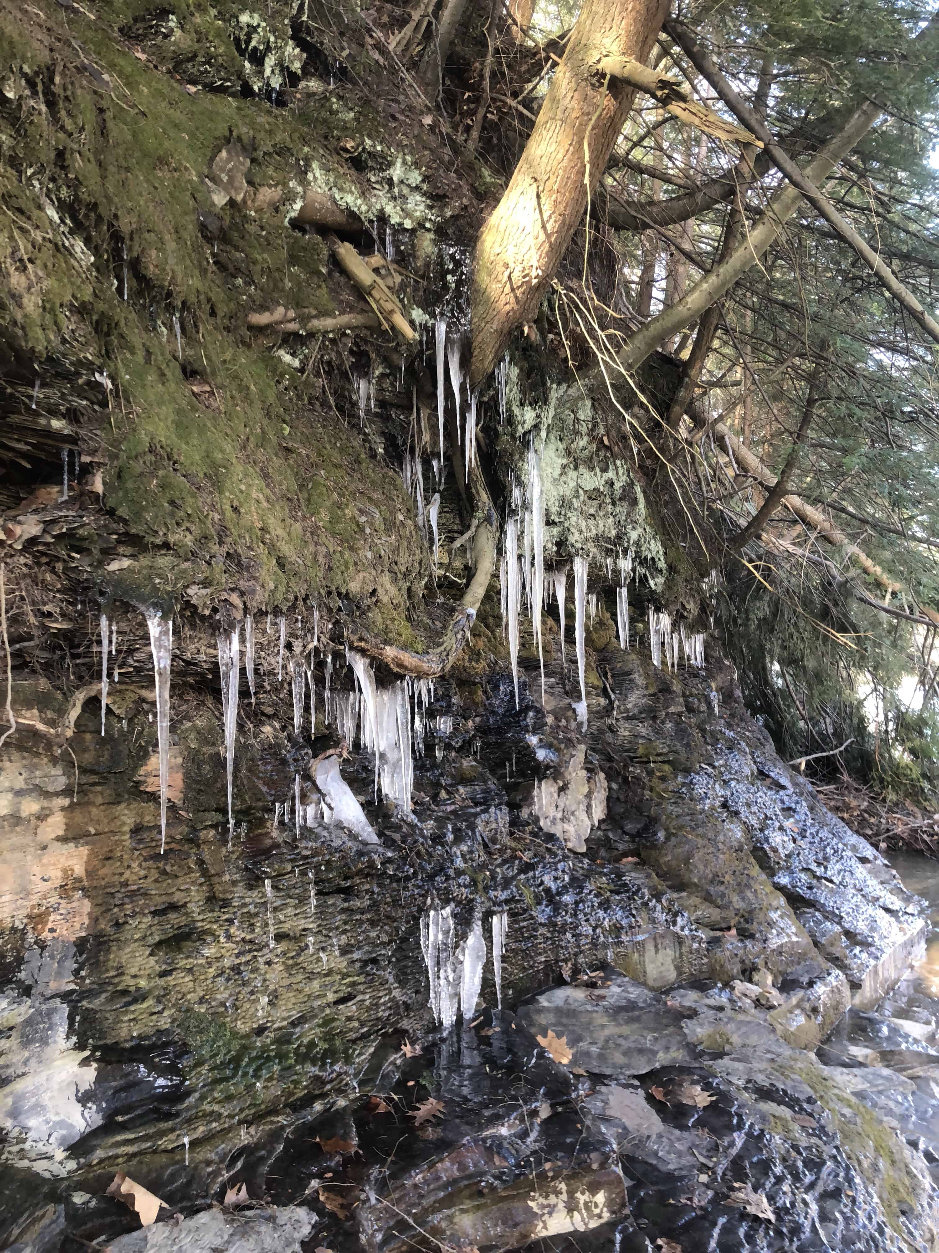 trout fishing western ny