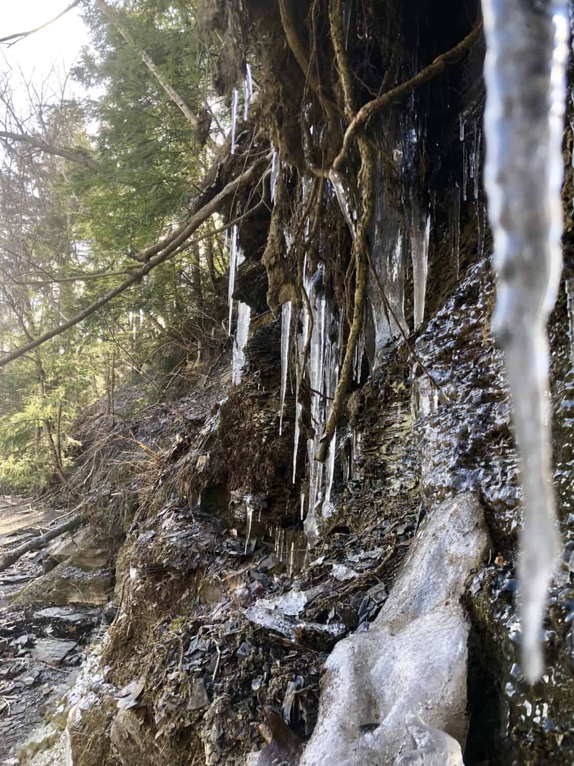 trout fishing western ny