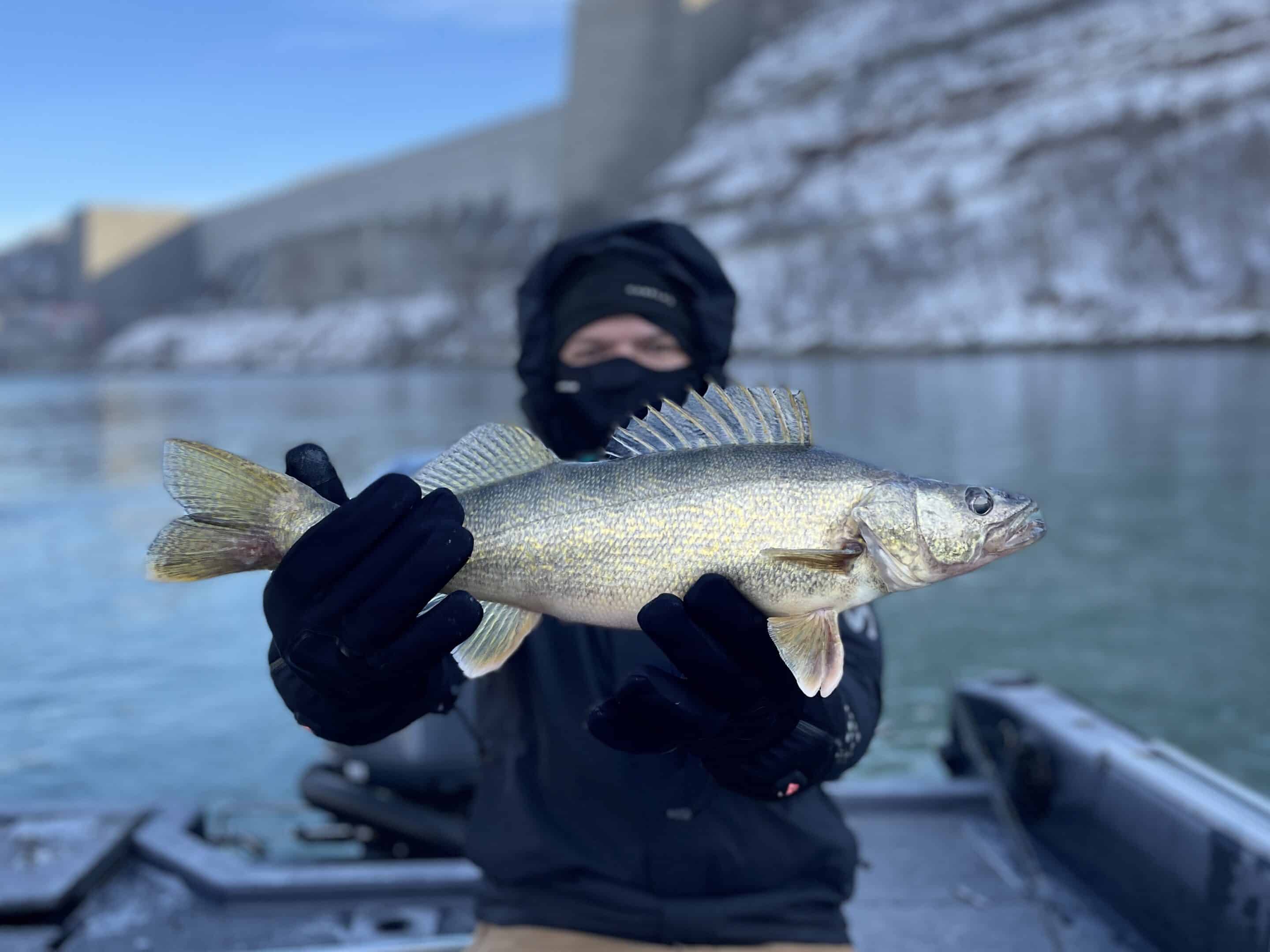 Buffalo NY Fishing report